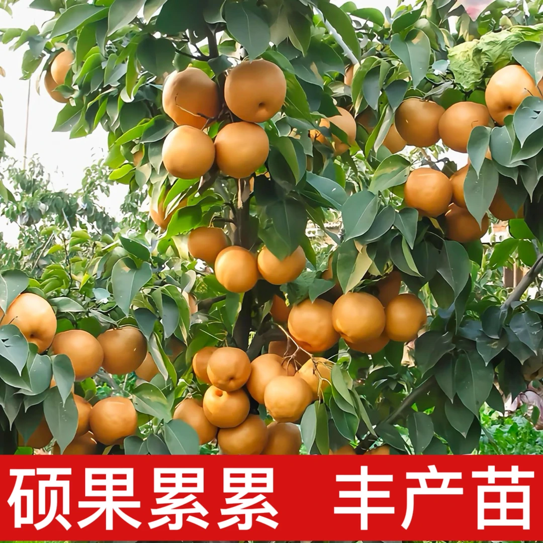 3年苗买一送一 梨树苗嫁接秋月梨树苗盆栽地栽脆冠梨苹果梨砀山梨