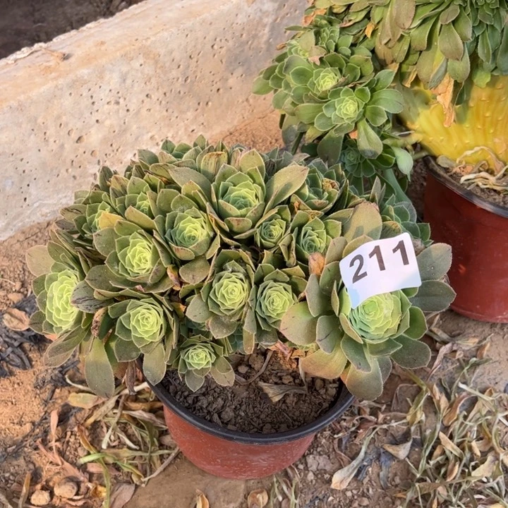 绿杨蓉朵綴211不包断枝