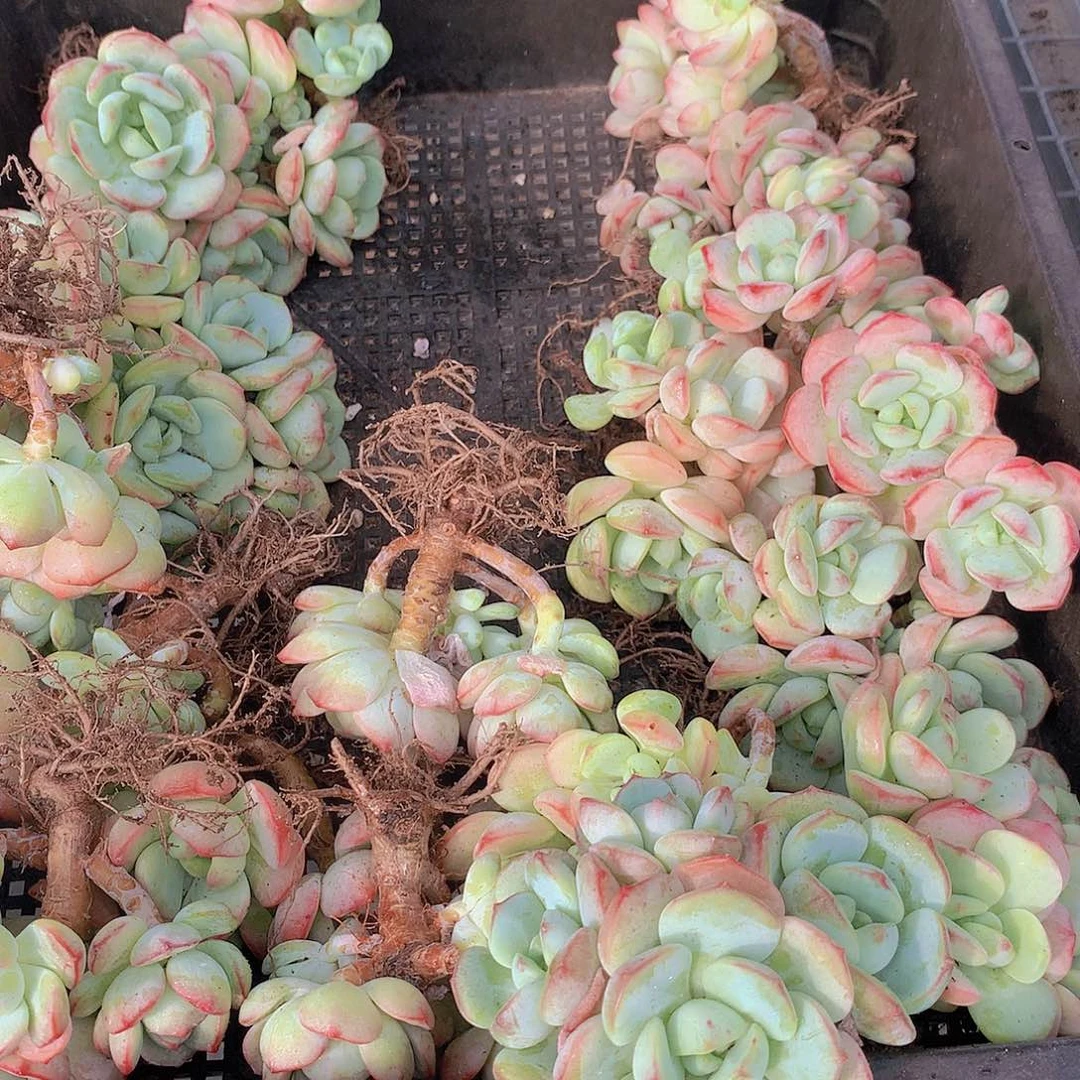 香草碧斯捡漏436736799000