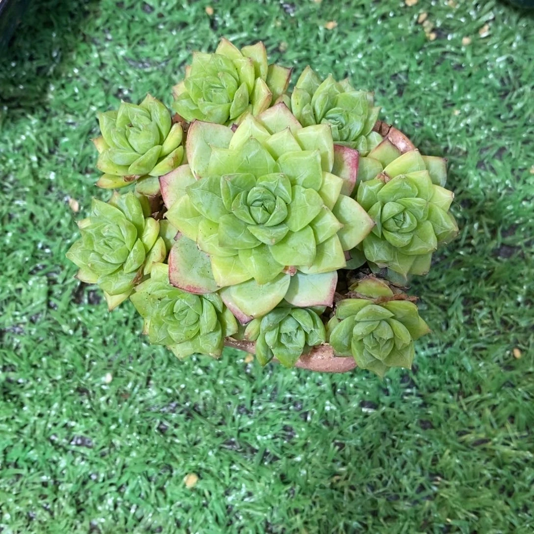 702017多肉多肉多肉