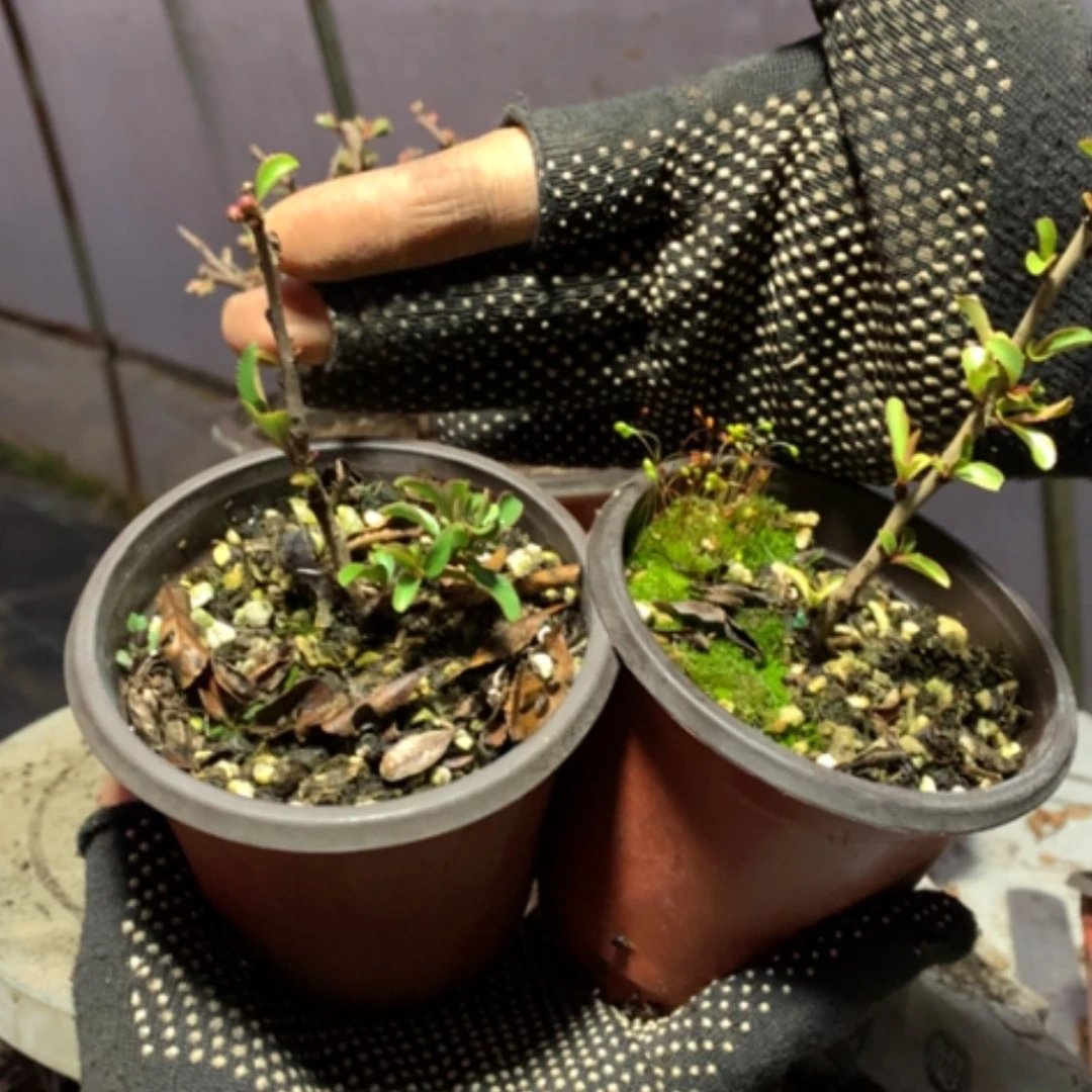 【闪购商品】用****9原生牙签