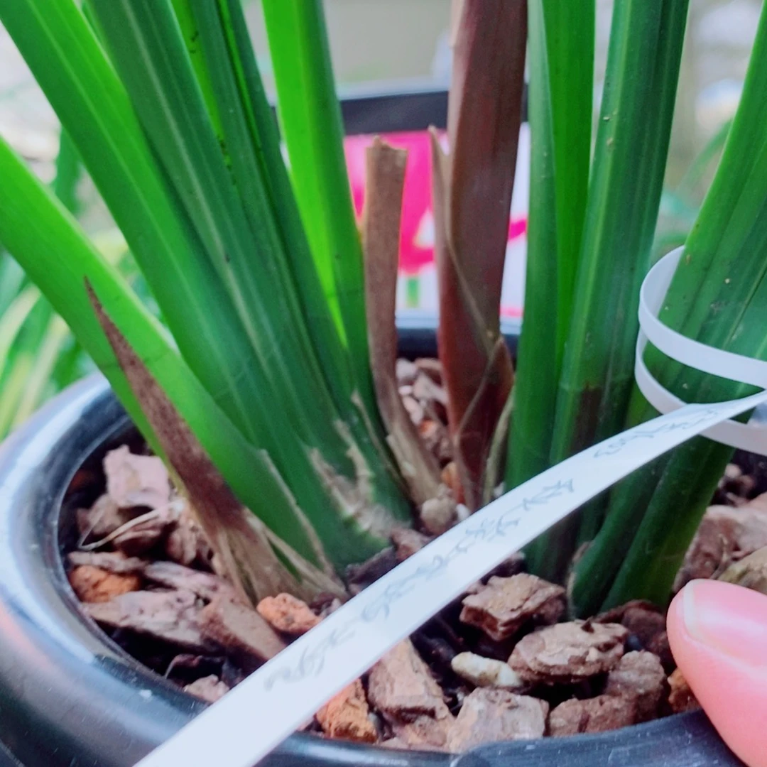 大部分花苞少量开放