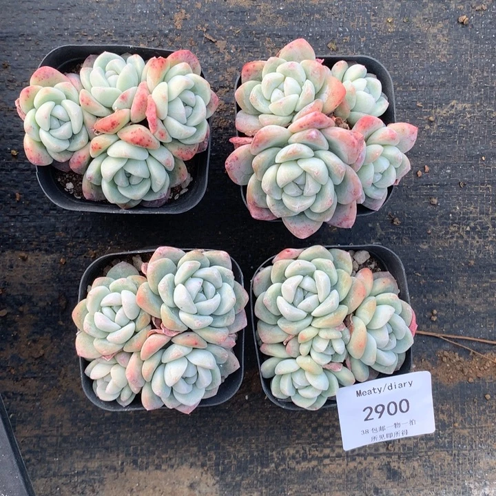 我****2900四颗冰玉脱土包邮