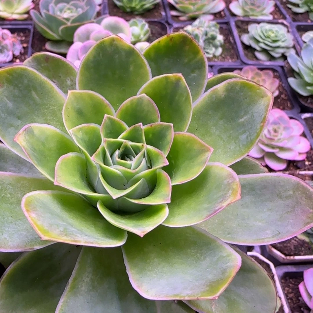 10厘米包心玫瑰粉紫色112434343