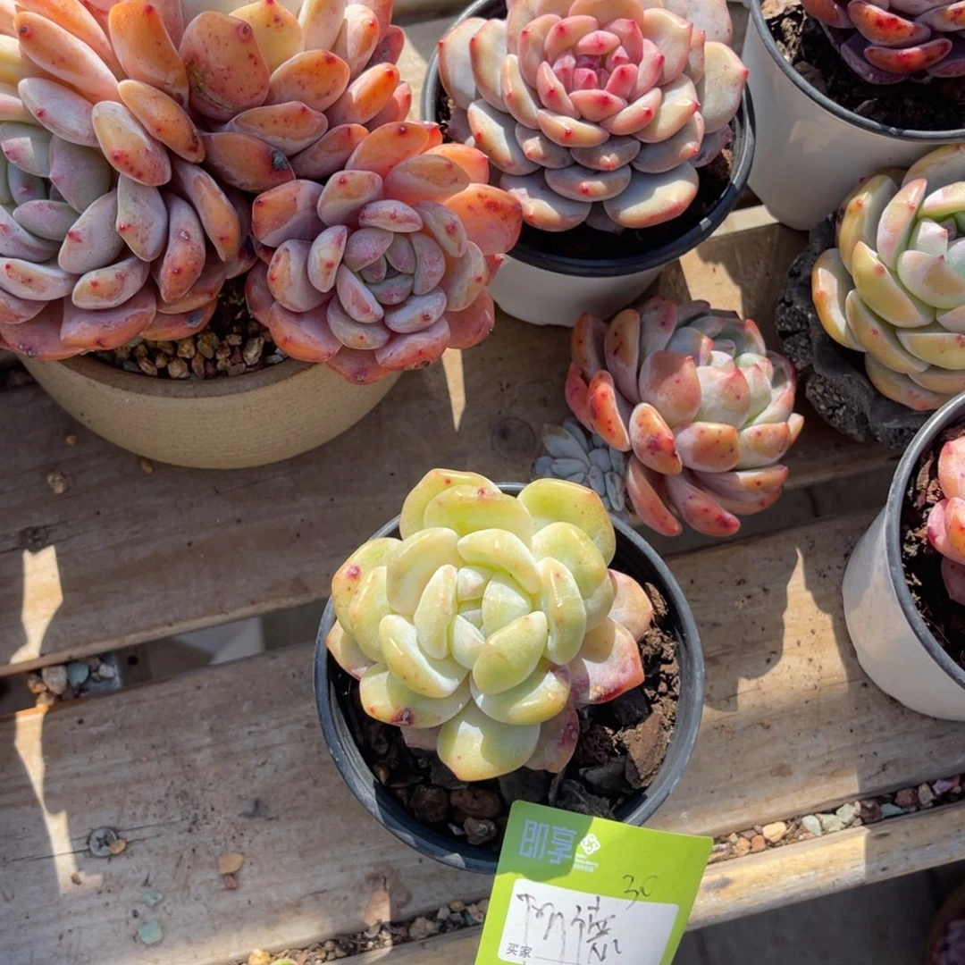 阿****德橙梦露石化