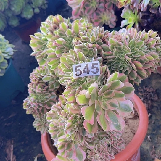 3***头多肉植物一个女巫追