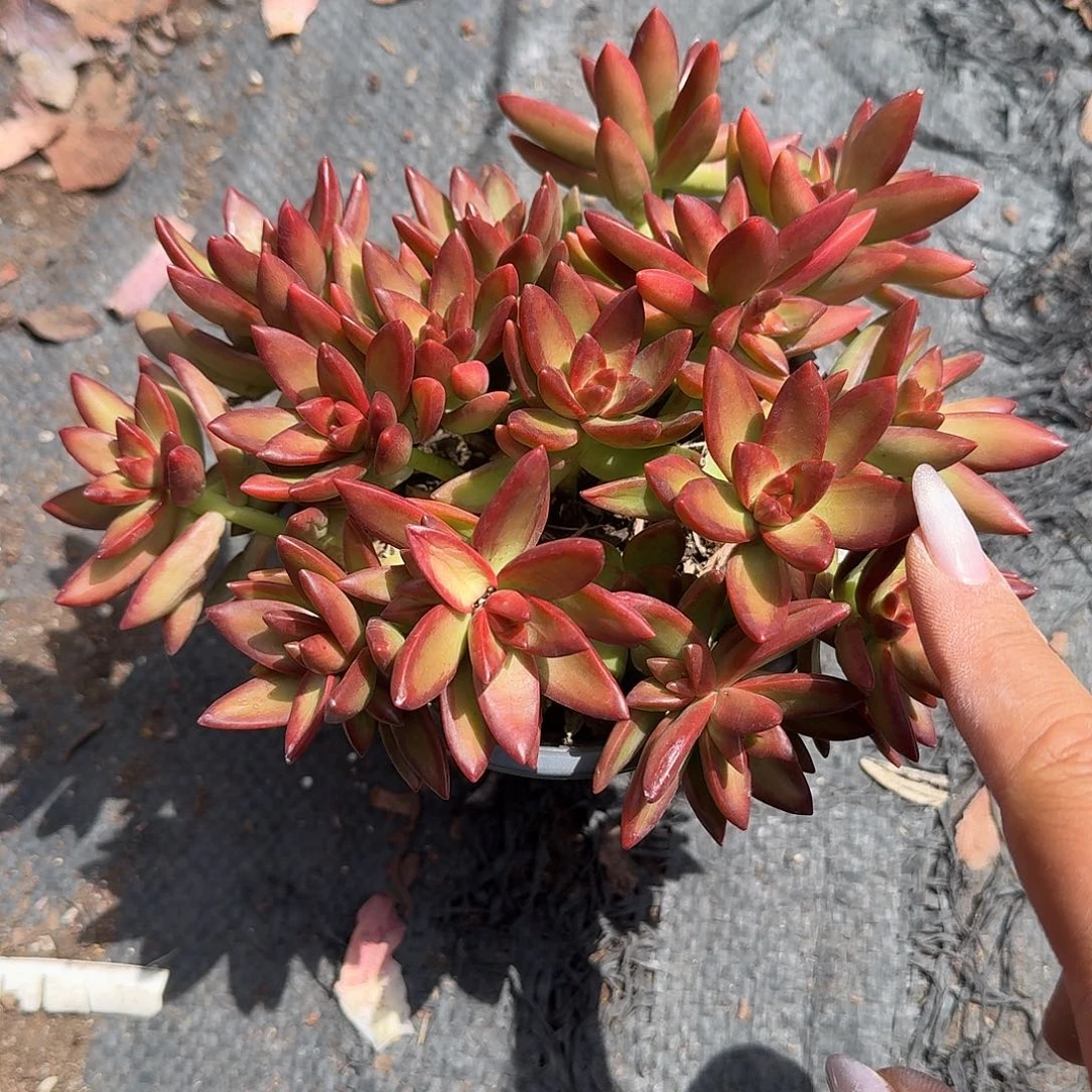 加州落日多肉植物