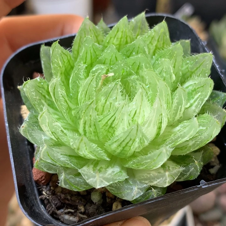 樱水晶玉露锦带盆土发货