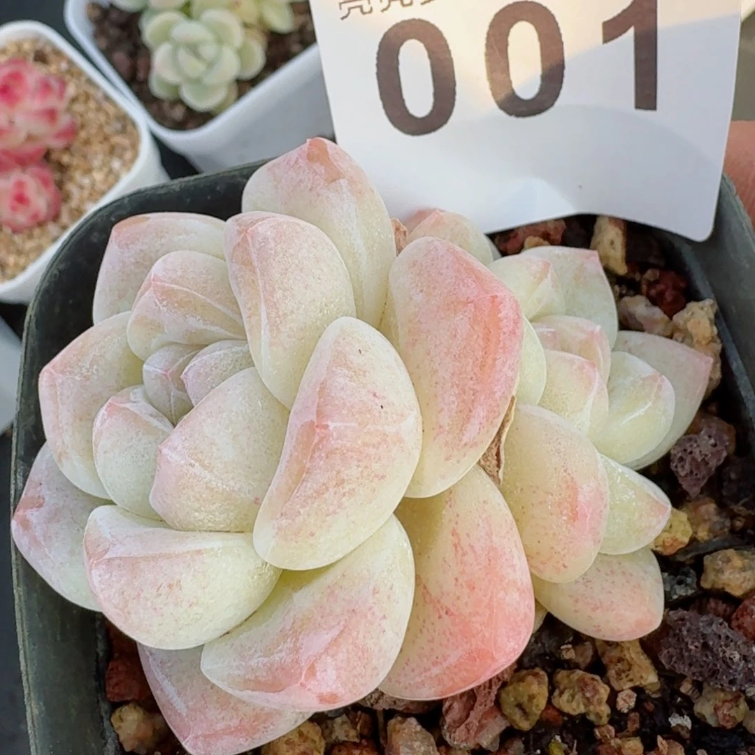 白冰玉福利         精品多肉