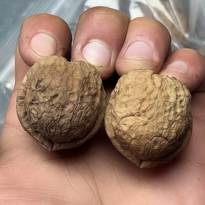 核桃88号花彩圆球36尺