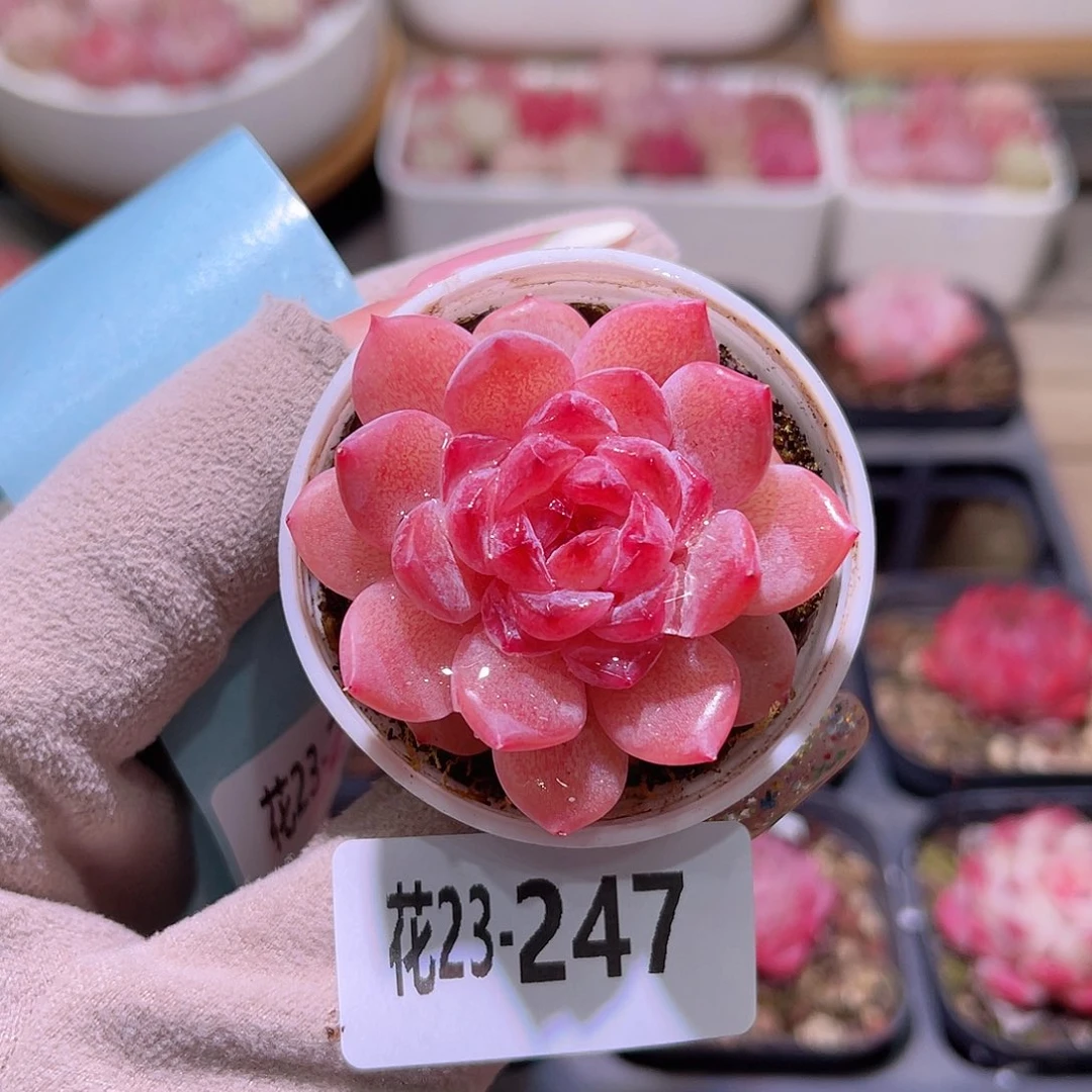 花利美23-247果汁