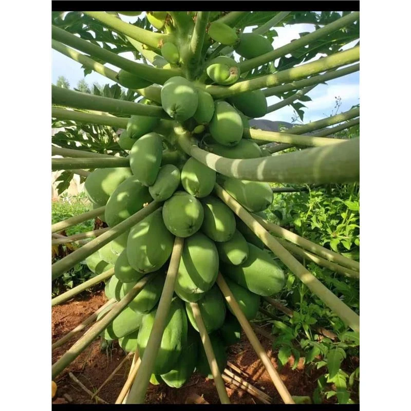 矮化水果木瓜苗特大青红肉高产冰糖红心香甜四季盆栽地栽当年结果