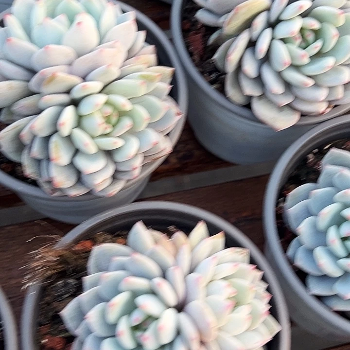 团 058   双头  星星橙