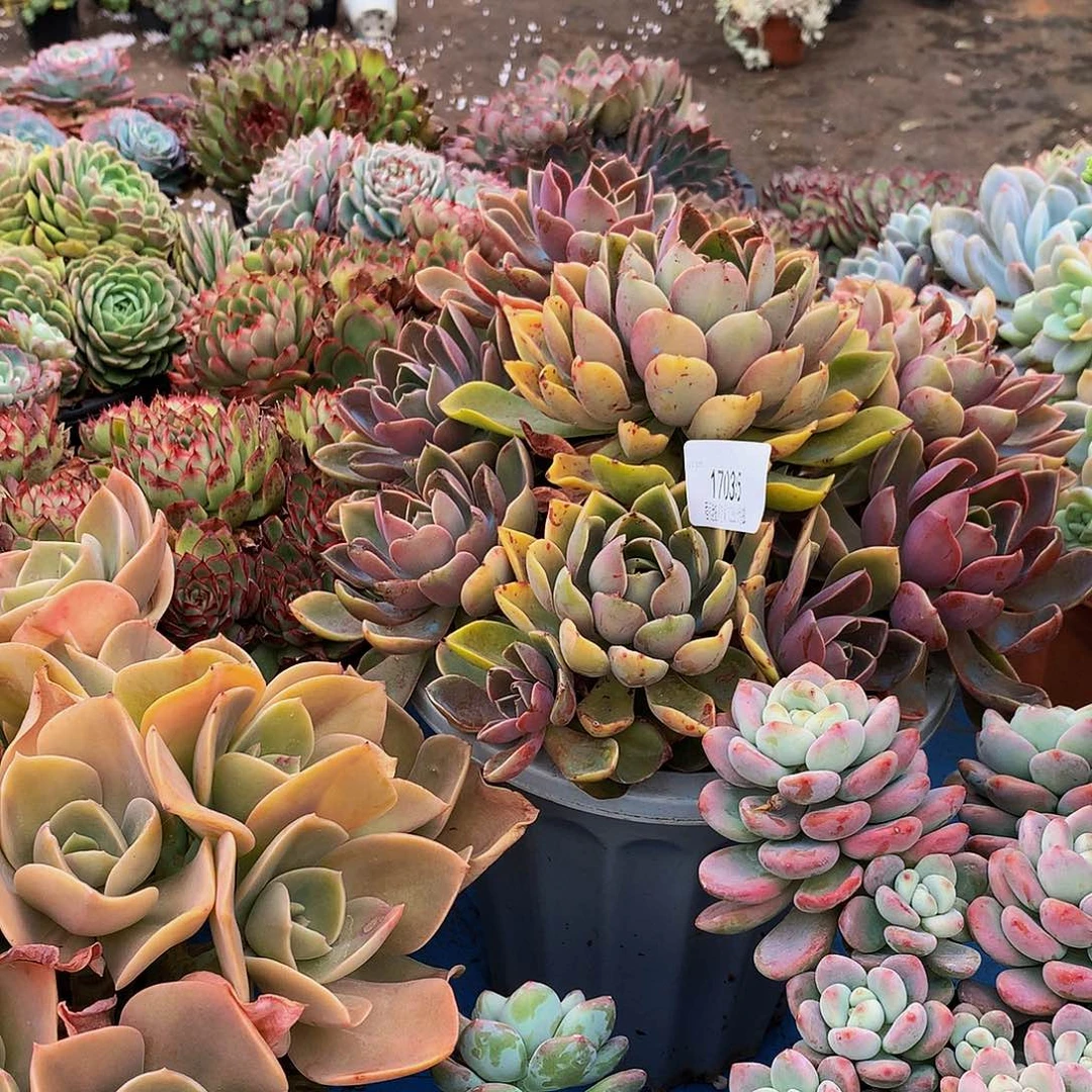 陈***姐紫气东来17035多肉多肉