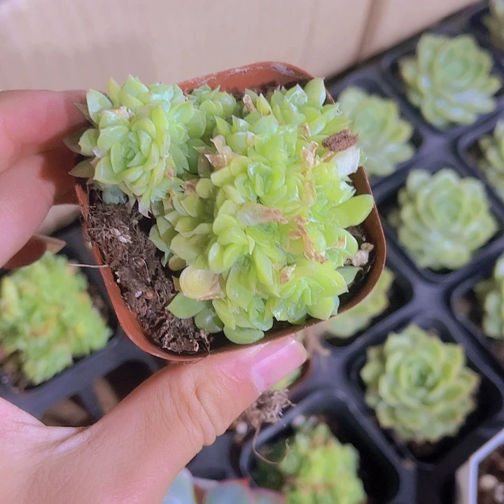 精品带盆土发爱杜丽尔多肉