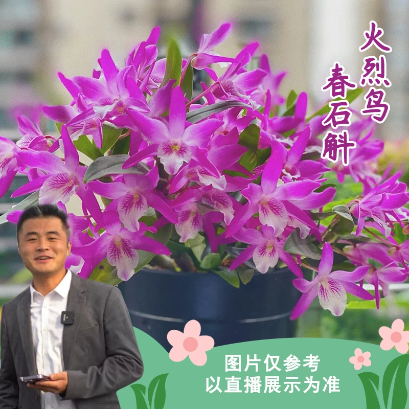 【云】火烈鸟石斛好养易活懒人盆栽开花好养花期长室内室外