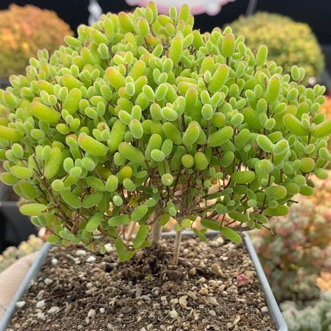 昵*?金橘糖球1166枝干番杏