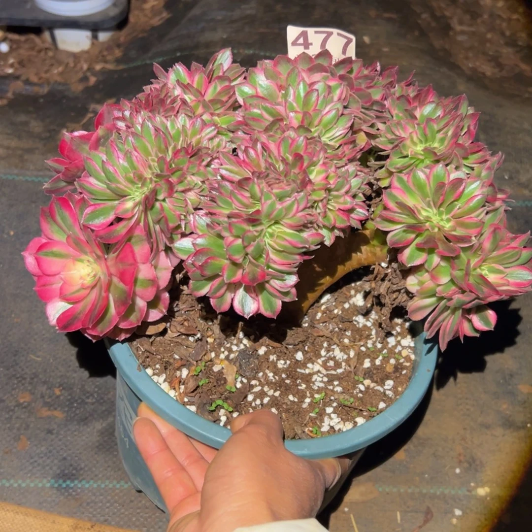 多肉植物477荔枝缀花的