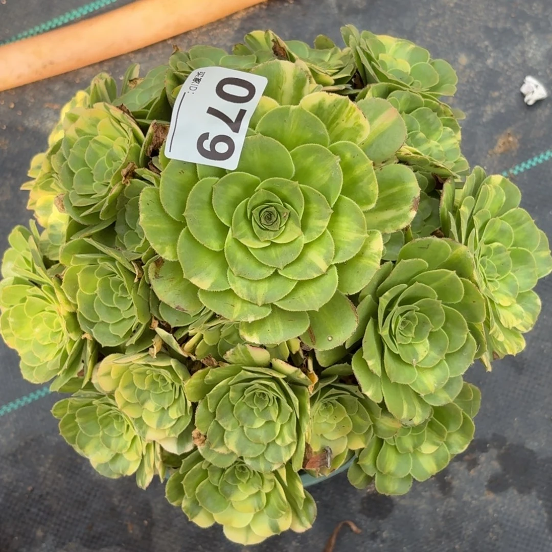 079五彩琉璃多肉植物发货特价