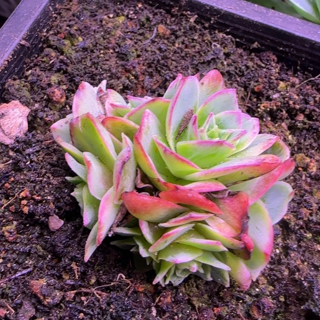 花球4厘米玫瑰12134646646464