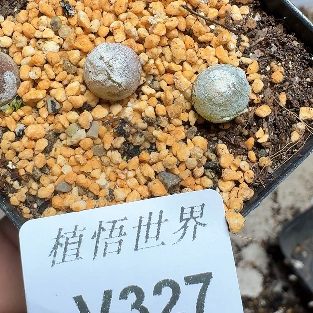 327号多肉植物哇c g