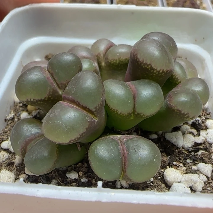 紫体白窗群多肉植物573