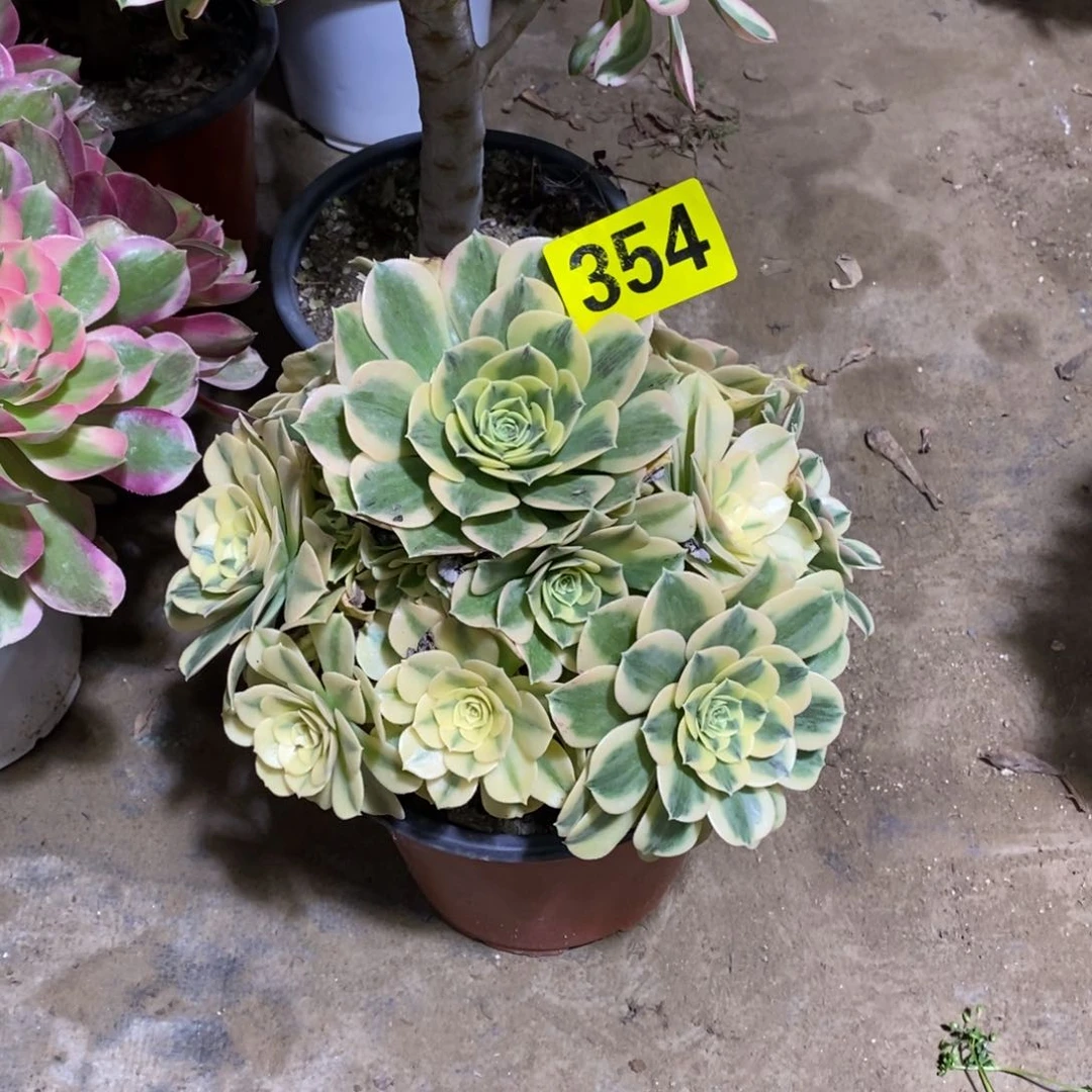 萍*～绿豆沙多肉法师354