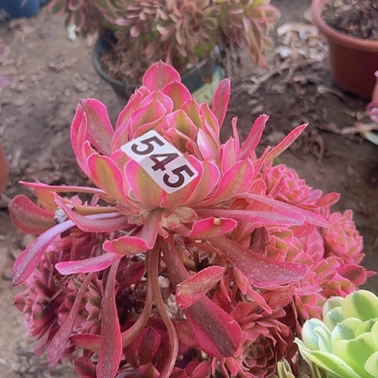 木***子多肉植物一个法师