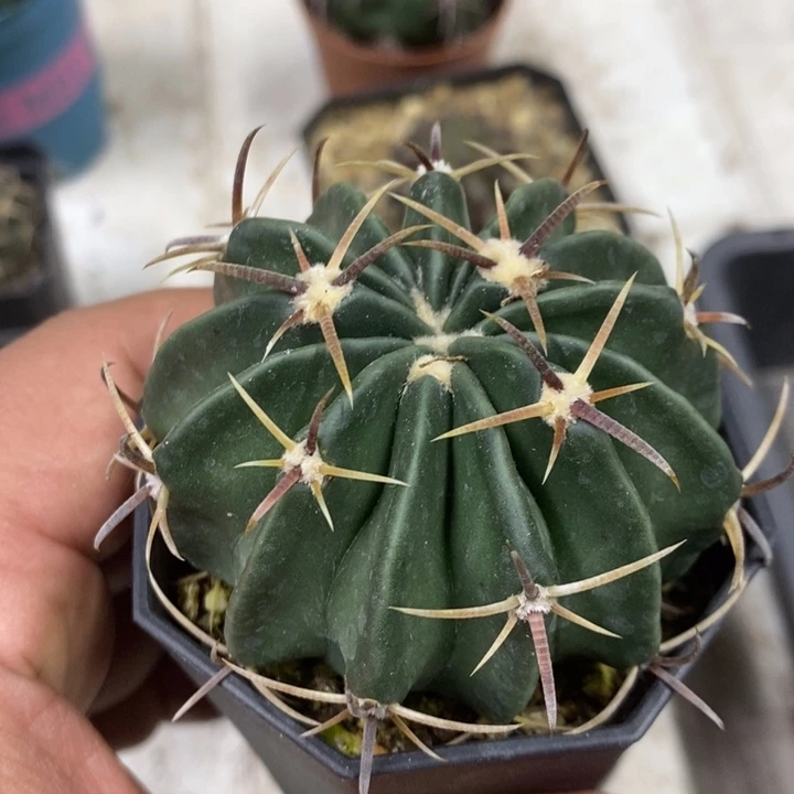 实生王凌波特价福利