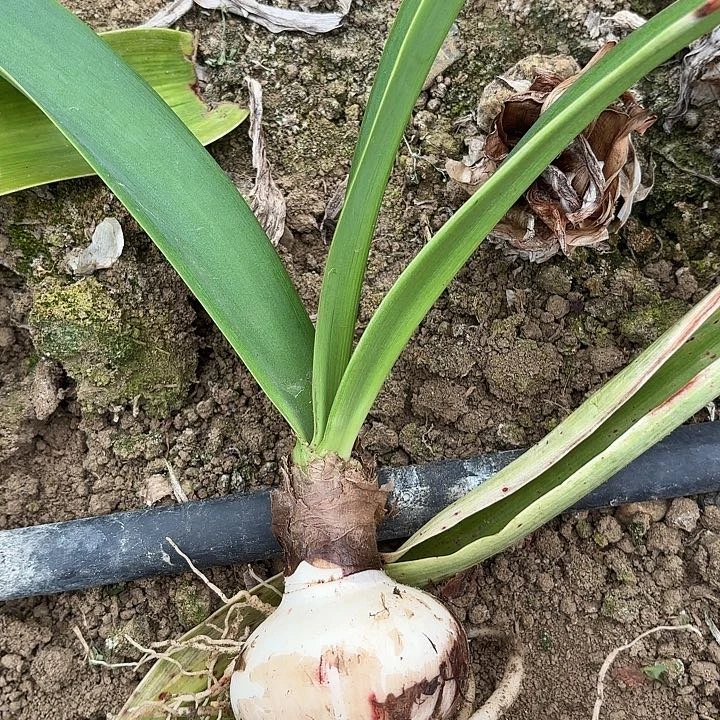 ****蜜滑稽演员六➕有标包对版