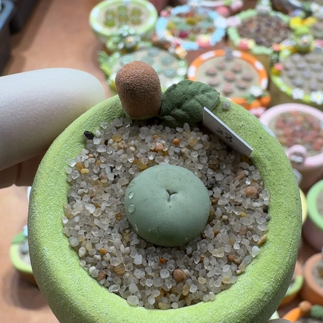 1213-06连盆带花红嘴奔