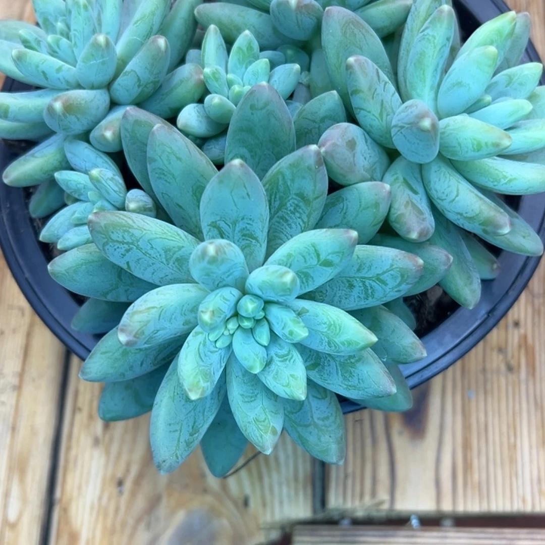 小***狸阿蒂斯托，一物一拍