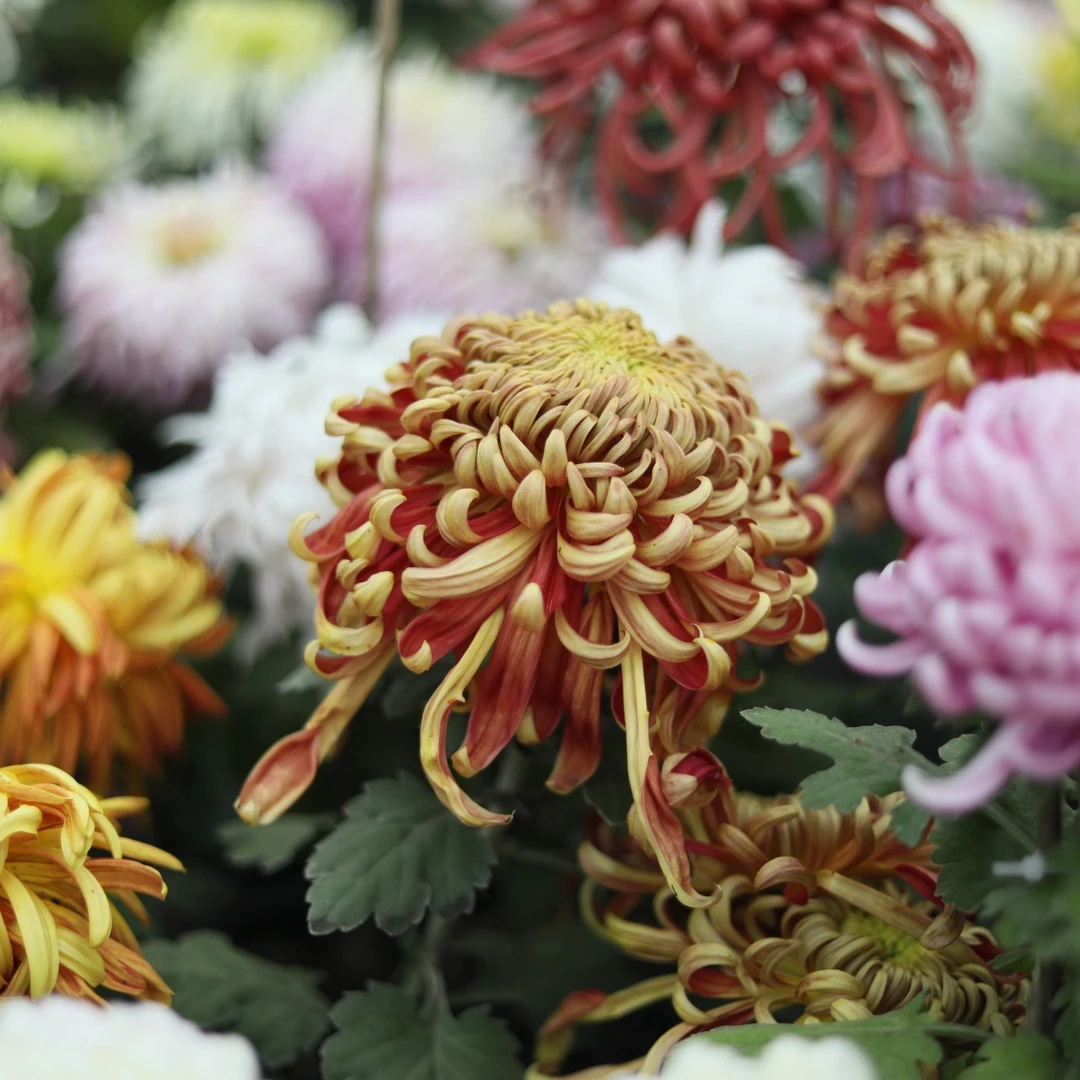 大菊合集（三）国华 盘龙系列菊花苗可盆栽室内外阳台庭院花卉绿植