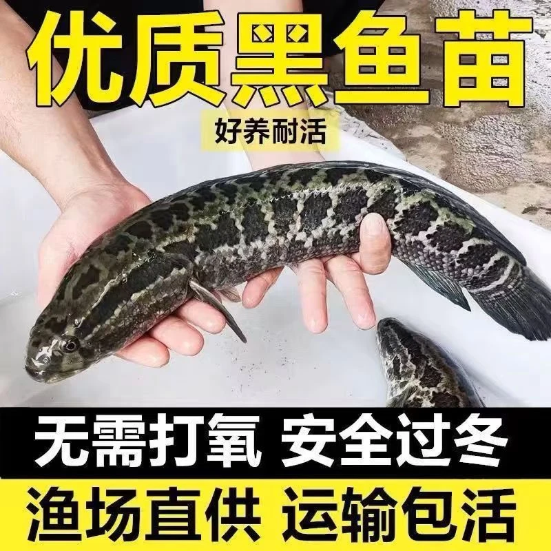 黑鱼生鱼乌鳢鱼观赏鱼淡水黑鱼财鱼小苗活体鱼塘养殖鱼苗鲜活批发