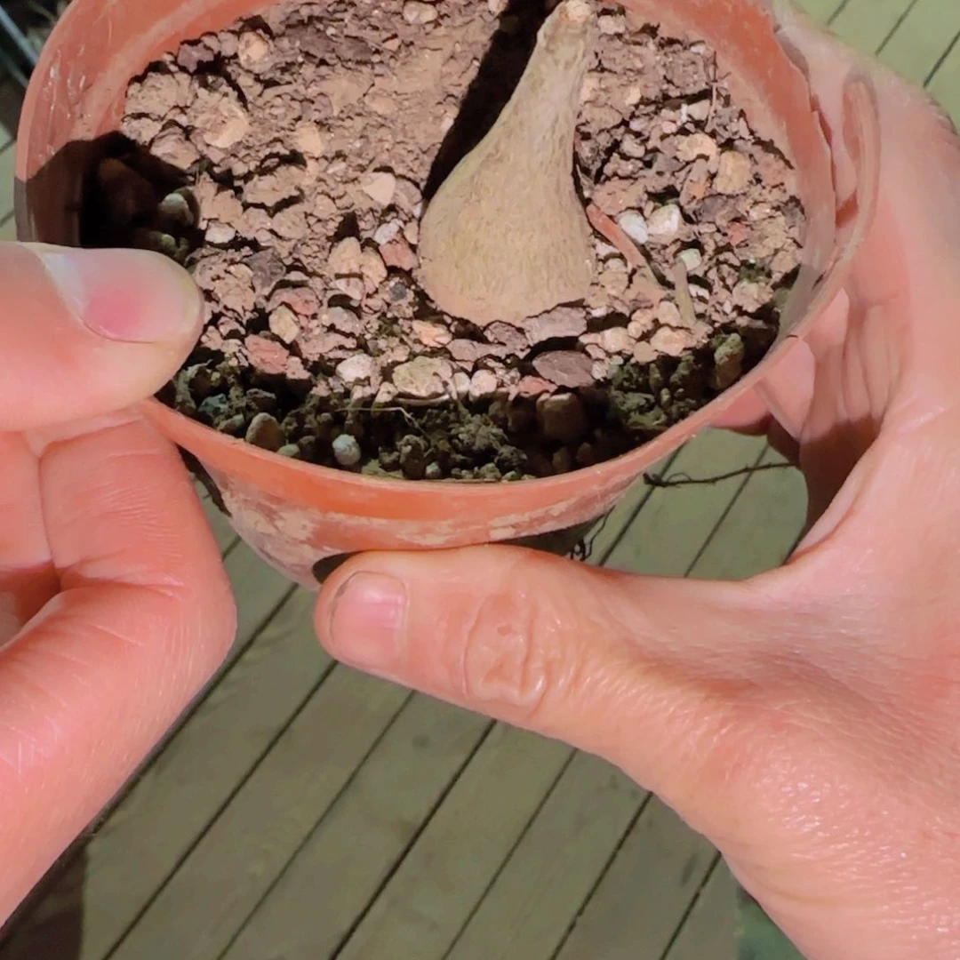 ﻩ****天块根植物块根植物