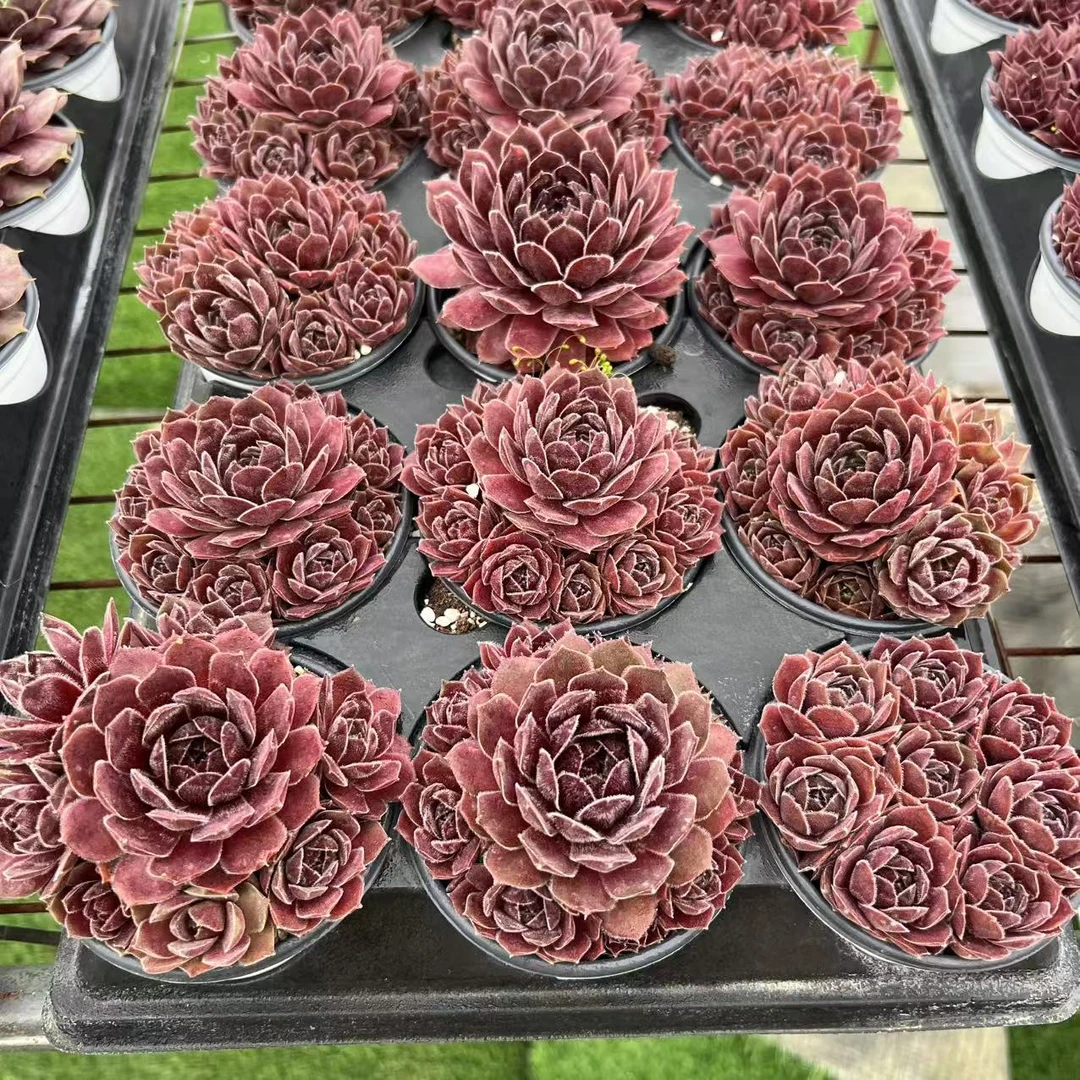 9厘米盆 多头 总监贾克布 带盆栽好发货