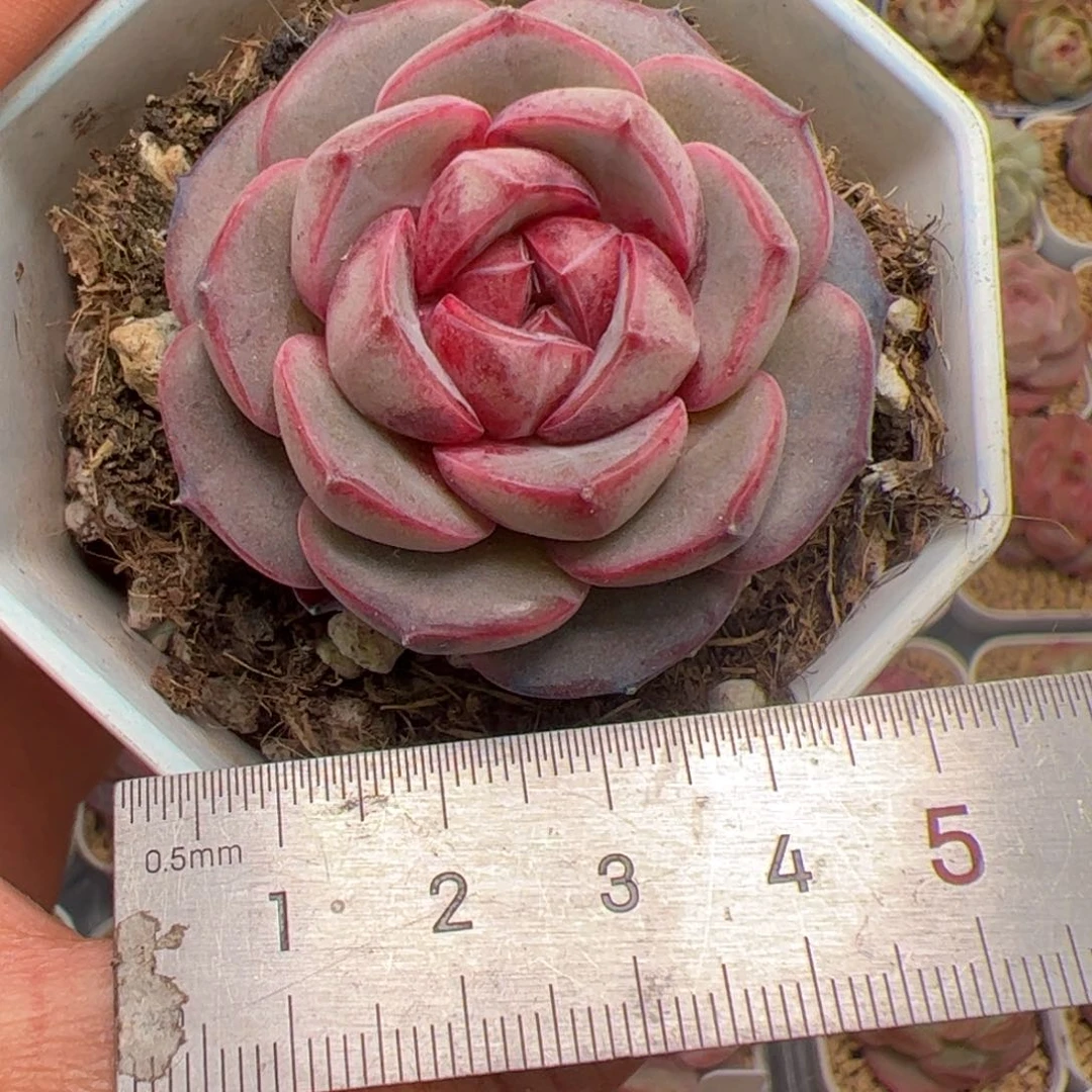 ?****?749 744多肉植物组合盆栽