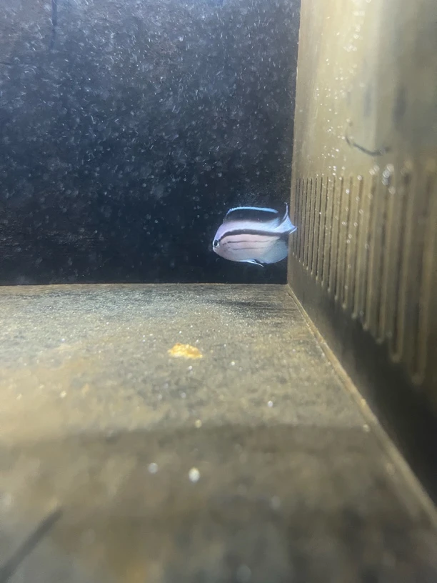 海水鱼拉马克，15包装，运费到付，南京发货。