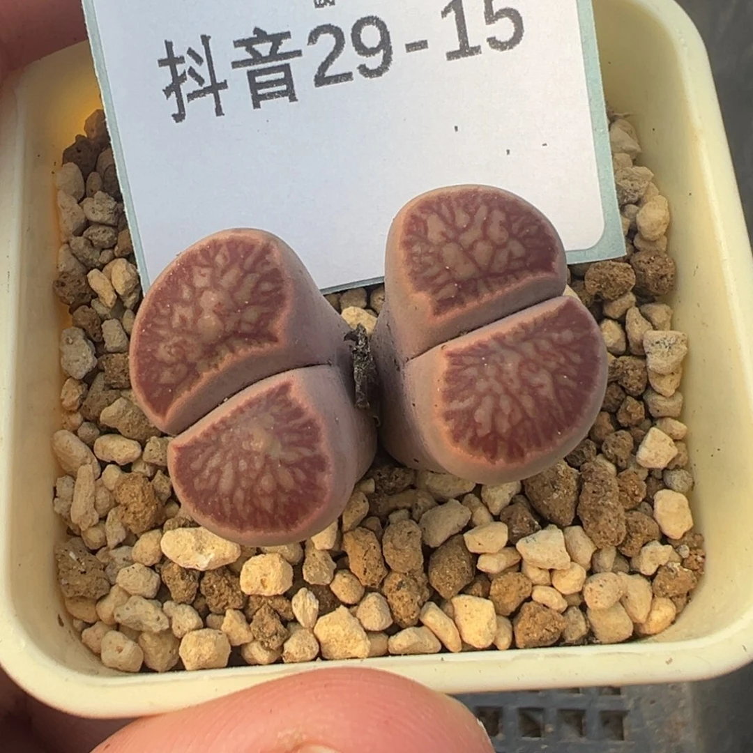 29-15肉锥多肉植物，