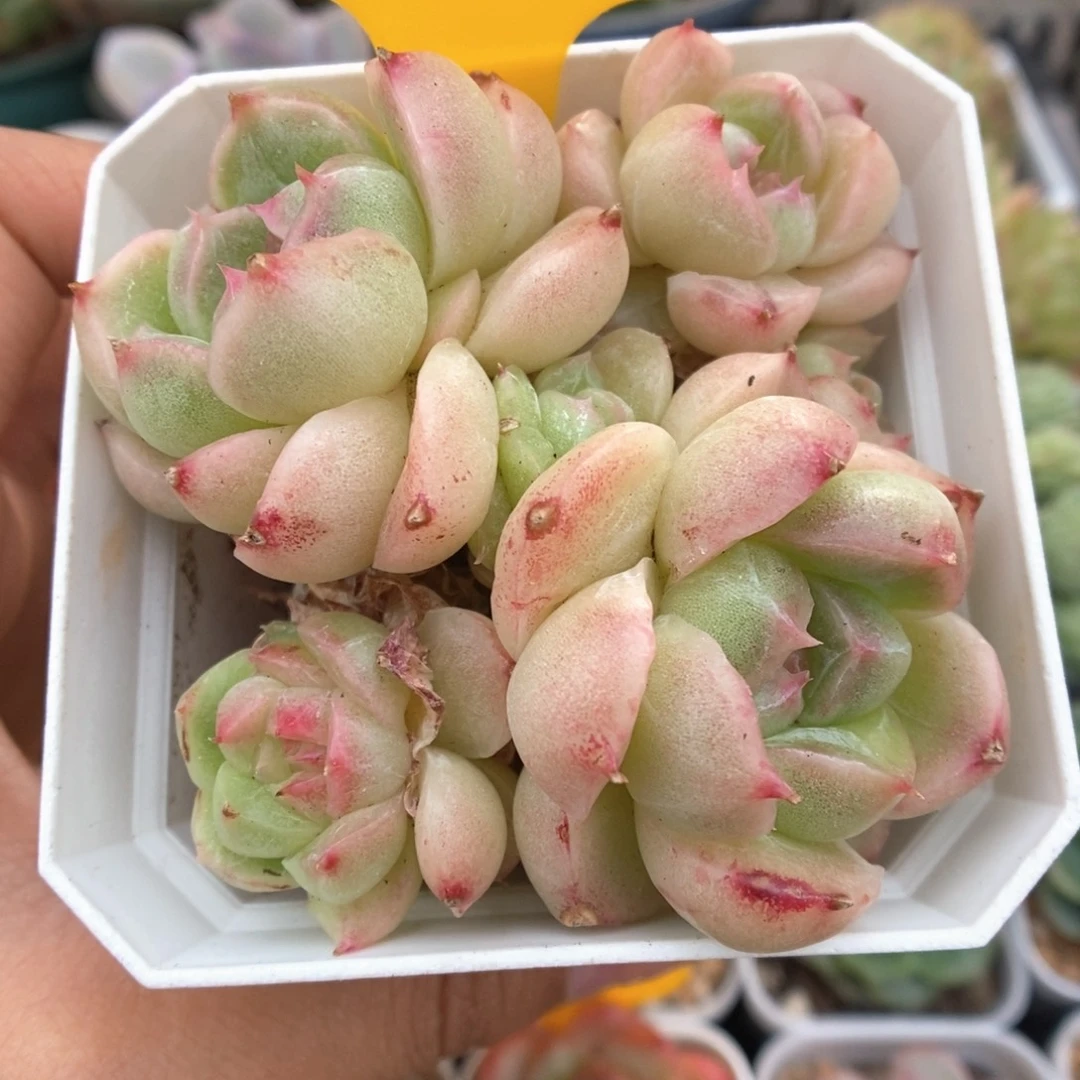 麦秆石化群生582号。