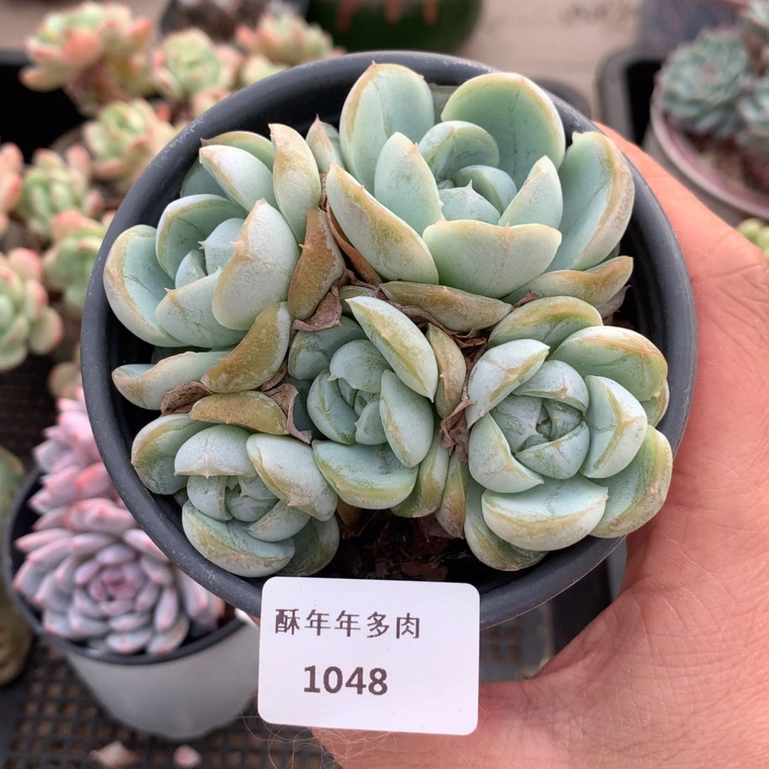 1048玛奇朵多肉一颗9厘米