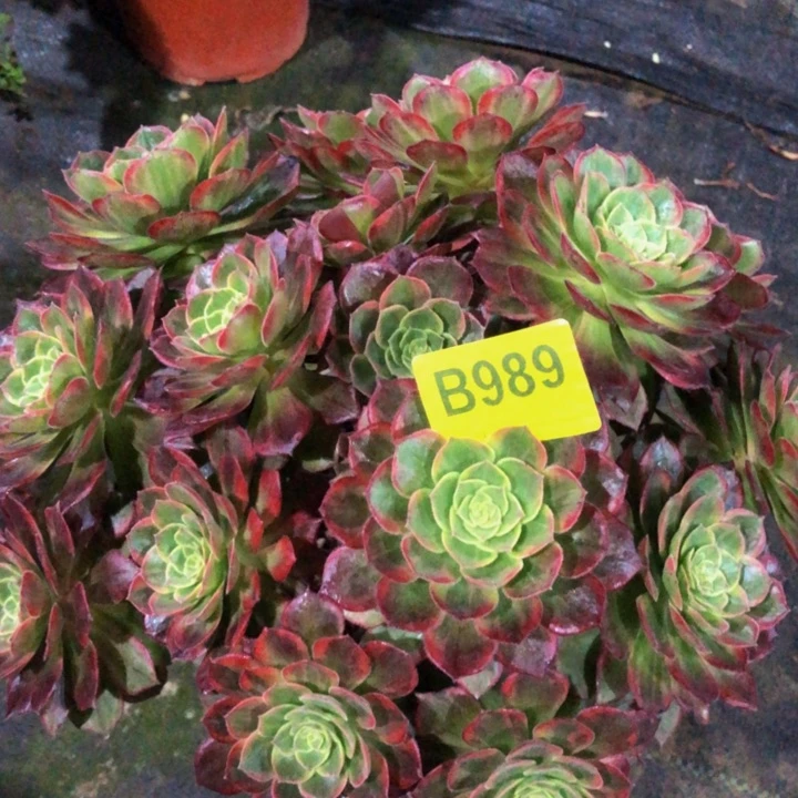 万黄锦多肉98900000000000