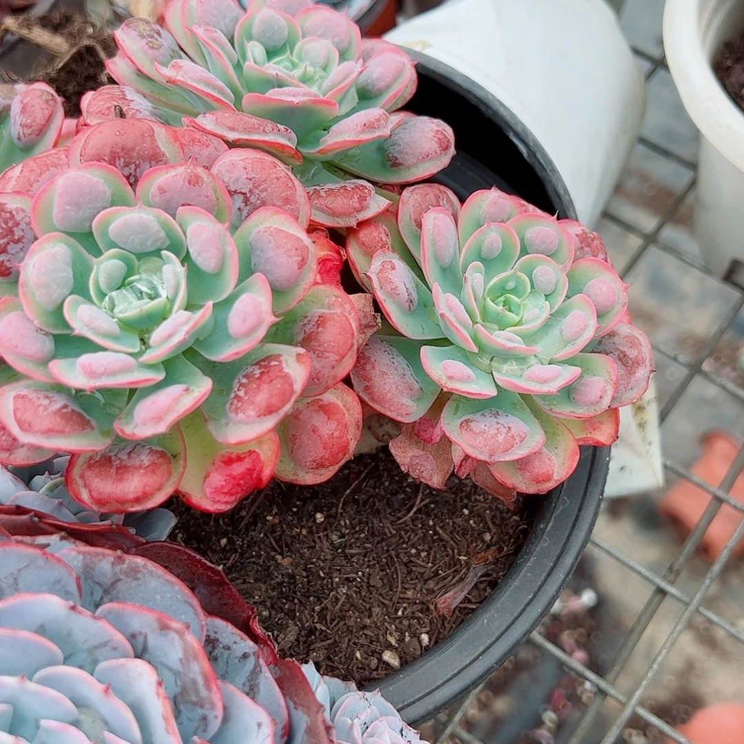 雨滴多头群生老桩特大