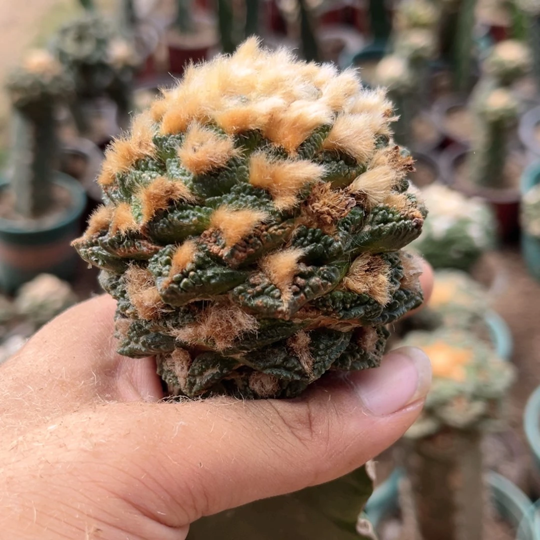 龟甲辛顿三角嫁接