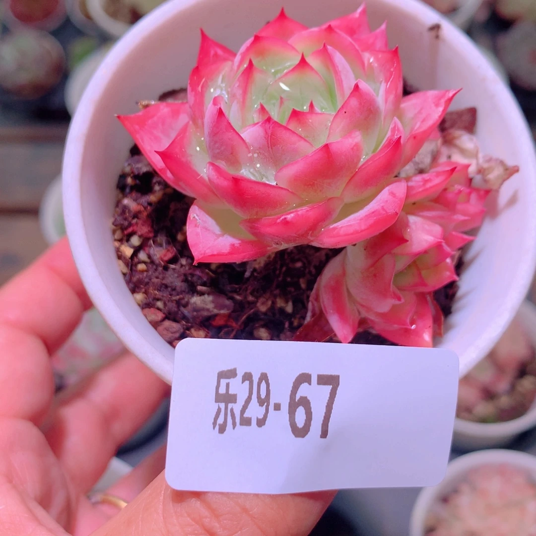 乐然29-67 孤星双头