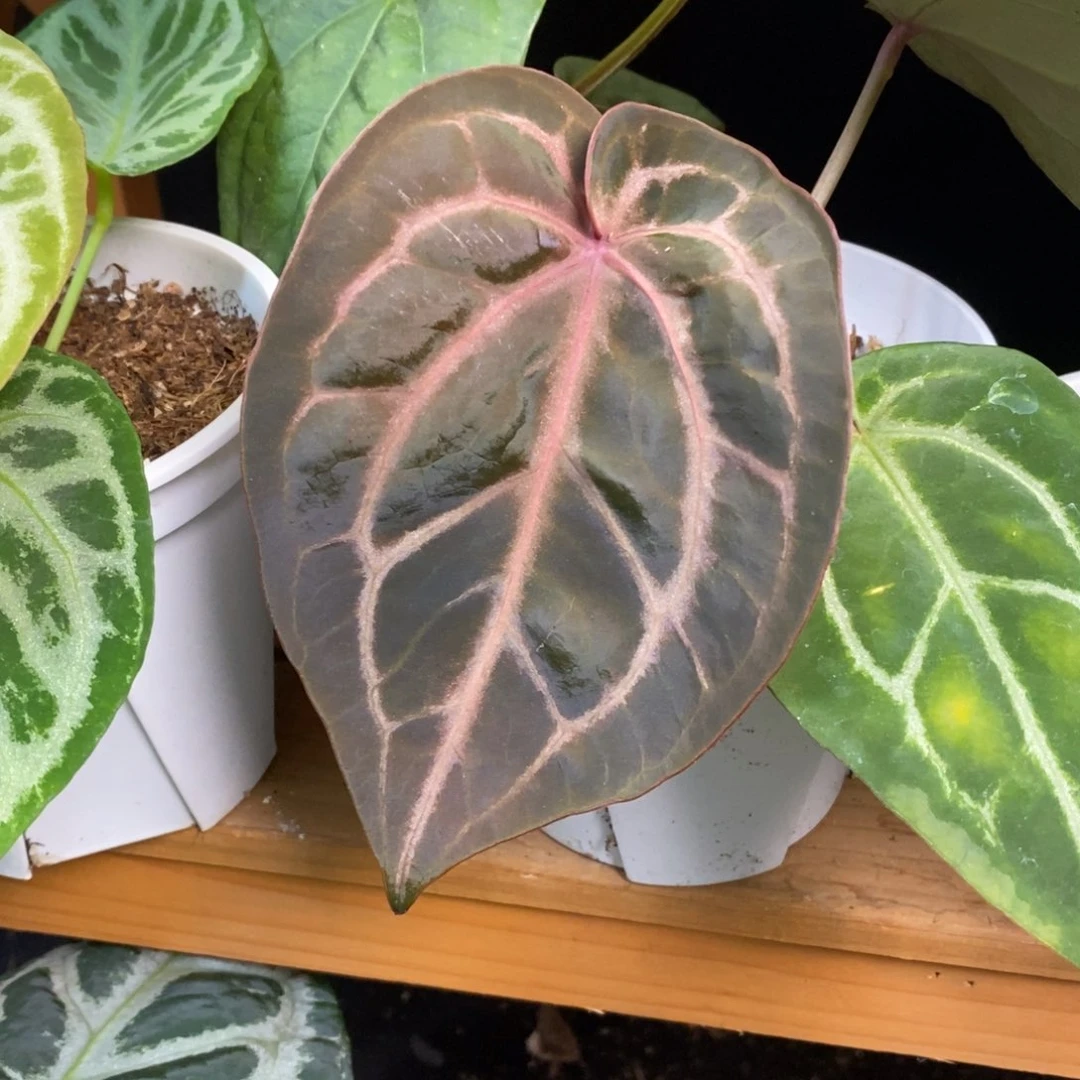 不开花植物红刷子
