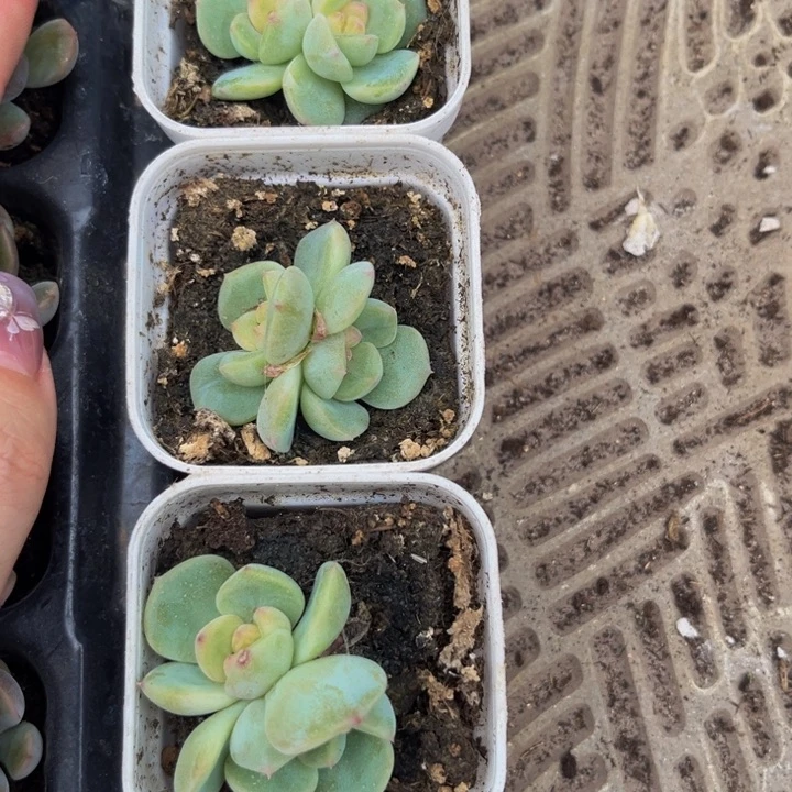 801甜心秃子双头，9.9.包邮