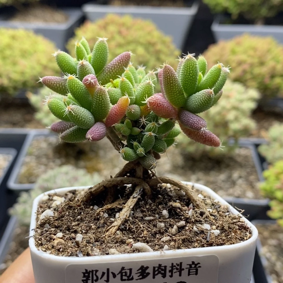 实生玉米5443枝干番杏