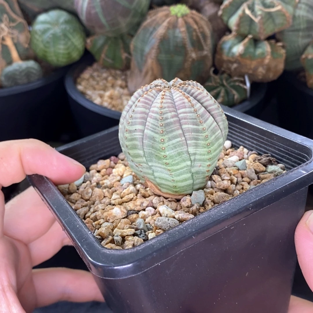 5 欧系实生布纹球多肉植物