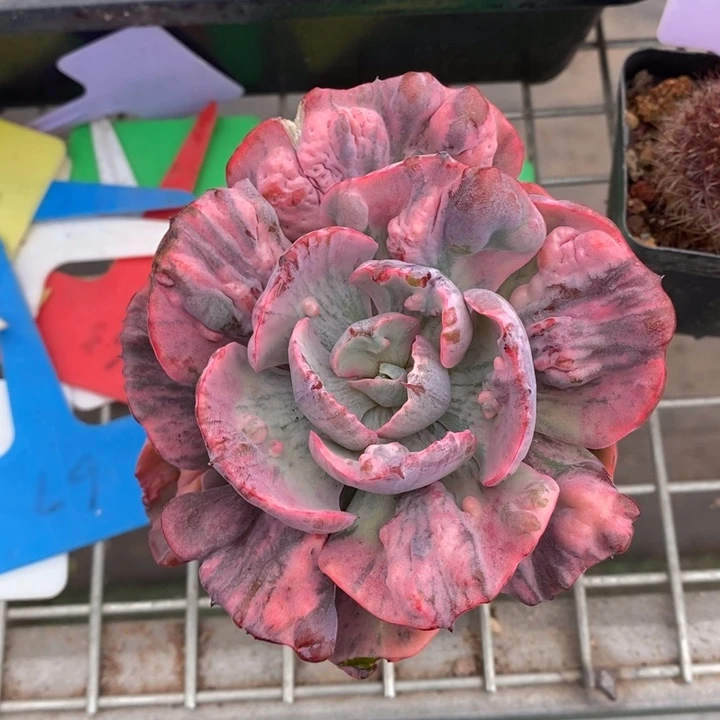 伯克利和格蕾纳等著名音乐家都